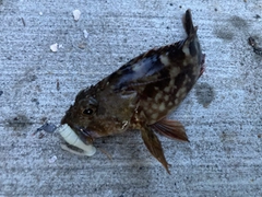 カサゴの釣果