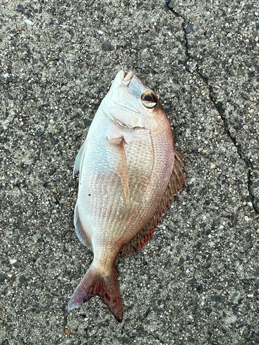 タイの釣果