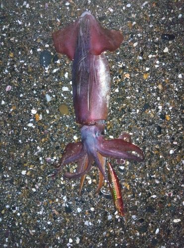 ケンサキイカの釣果