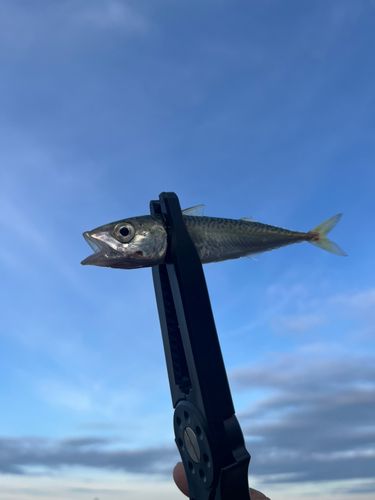 サバの釣果