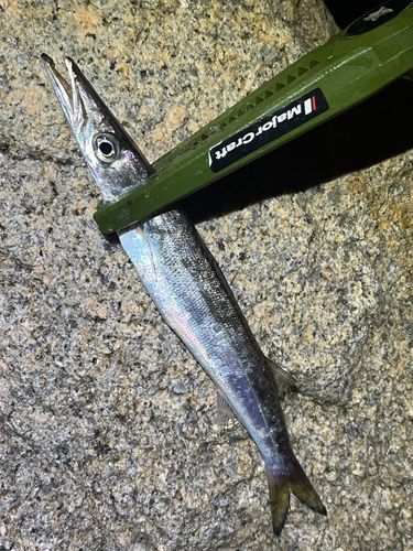 カマスの釣果