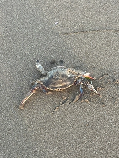 ワタリガニの釣果