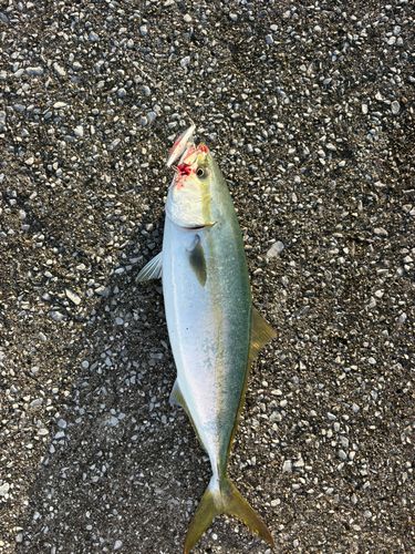 ツバスの釣果