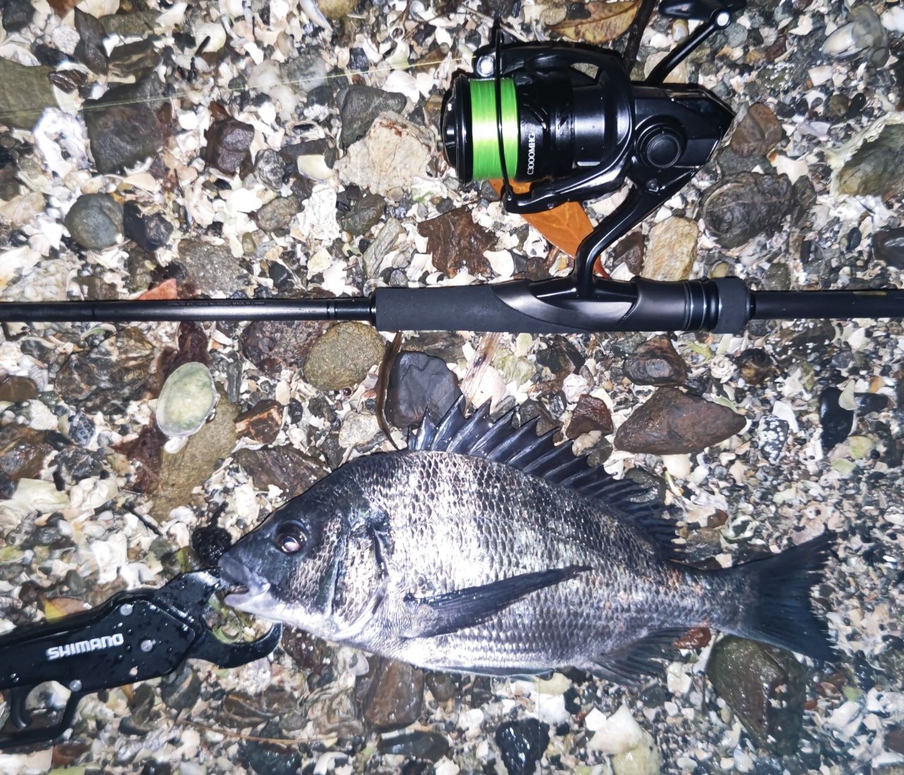 SHIMANO 23ディアルーナ S86L-Sの最安値・インプレ・釣果 | 本音の