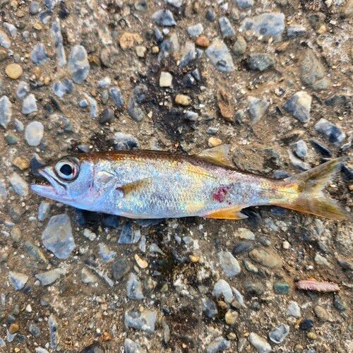 ムツの釣果