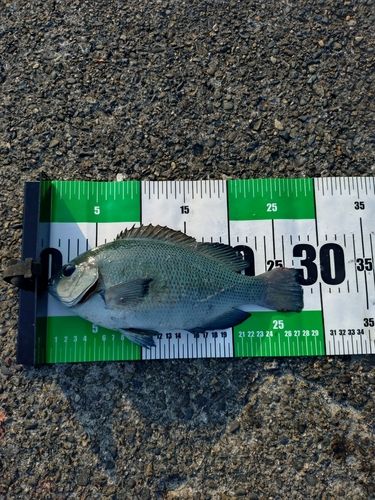 メジナの釣果