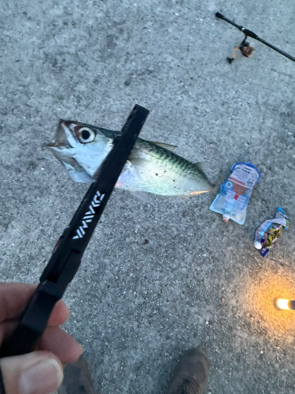 SHIMANO 23ボーダレス BB 460M-Tの最安値・インプレ・釣果 | 本音の