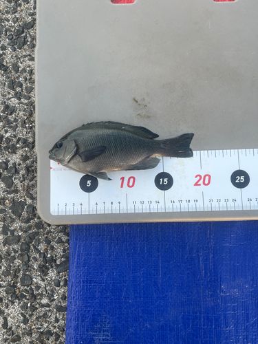 メジナの釣果