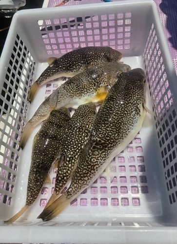 ショウサイフグの釣果