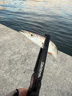 カマスの釣果