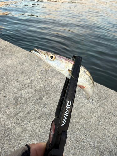 カマスの釣果