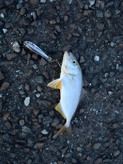 シオの釣果