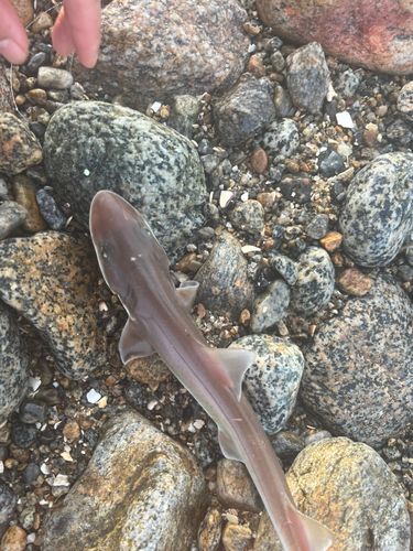 シロザメの釣果