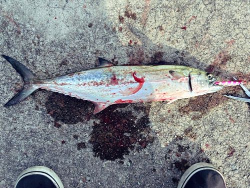 サゴシの釣果