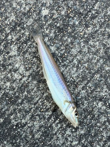キスの釣果