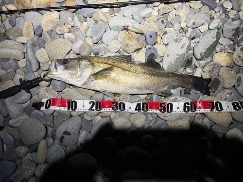 シーバスの釣果