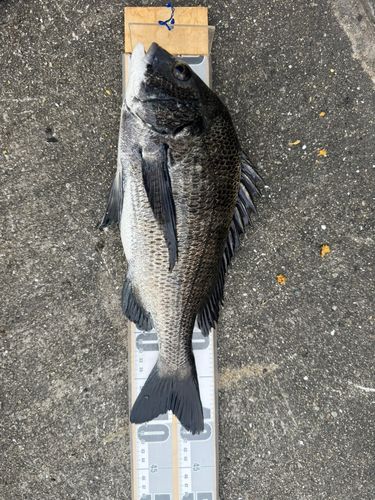 チヌの釣果