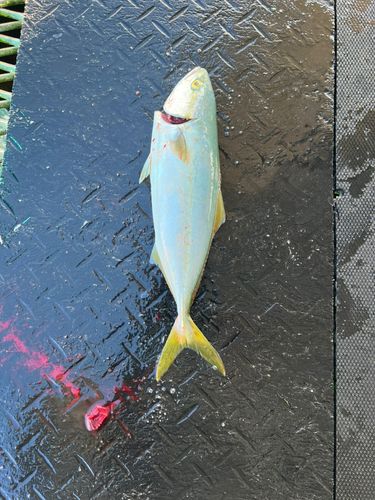 ヤズの釣果