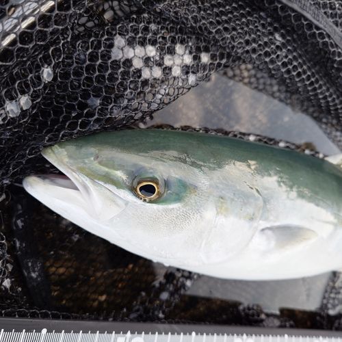 フクラギの釣果