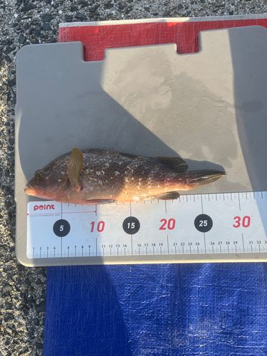 オオモンハタの釣果