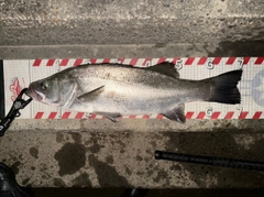 ヒラスズキの釣果