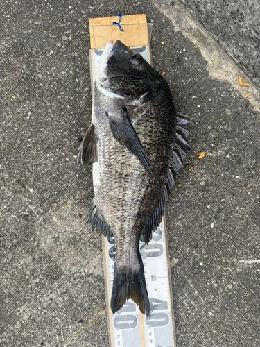 チヌの釣果