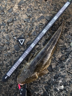 マゴチの釣果