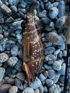 キジハタの釣果