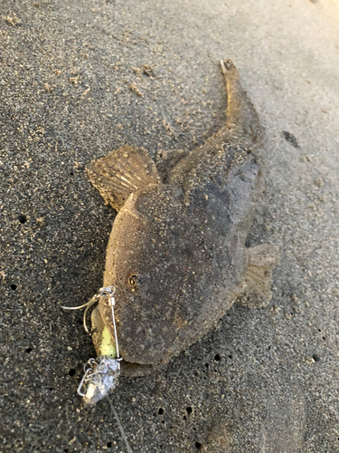 マゴチの釣果