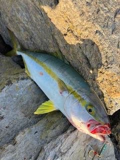 ヒラマサの釣果