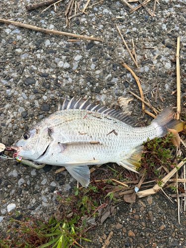 キビレの釣果