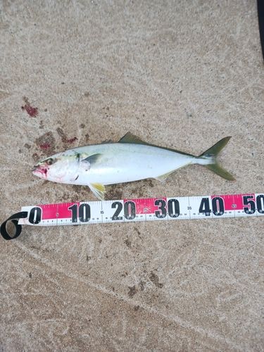 ハマチの釣果