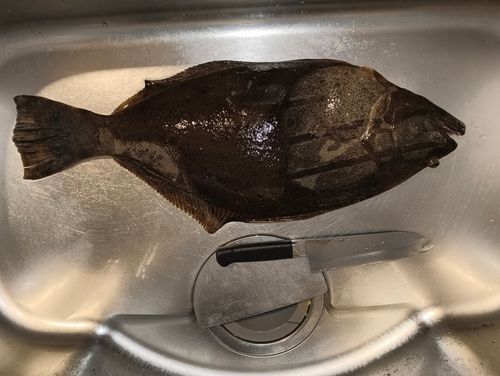 ヒラメの釣果