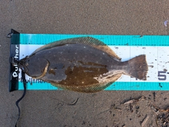 ヒラメの釣果