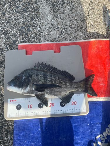 チヌの釣果