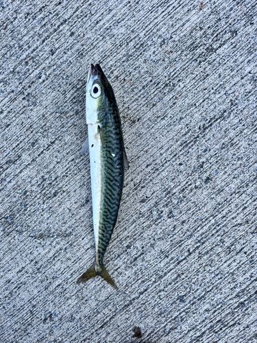 サバの釣果