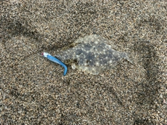 ソゲの釣果
