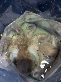 タコの釣果