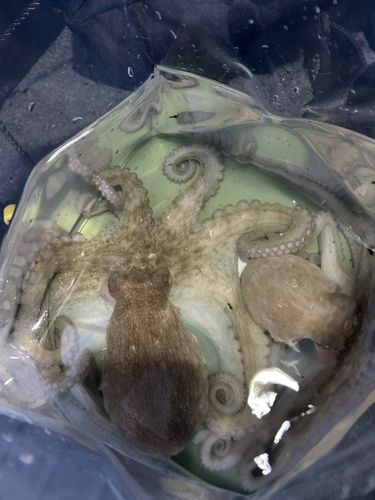 タコの釣果