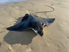 ナルトビエイの釣果