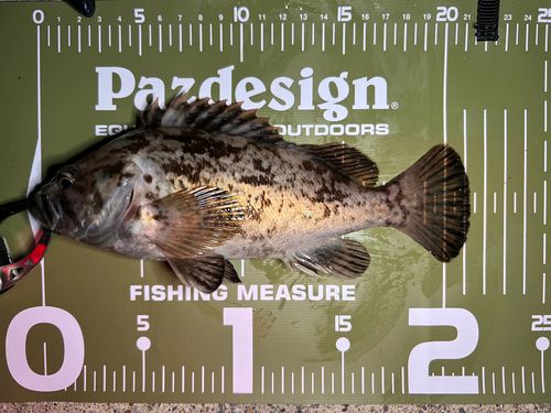クロソイの釣果