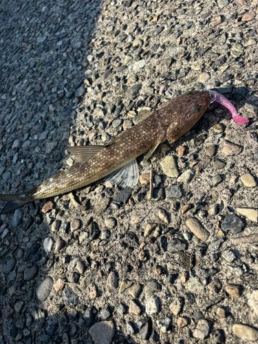 エソの釣果
