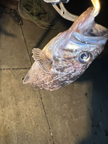 クロソイの釣果