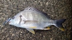 キビレの釣果