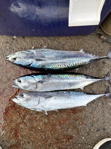 ソウダガツオの釣果