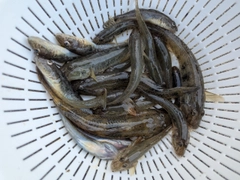 マハゼの釣果