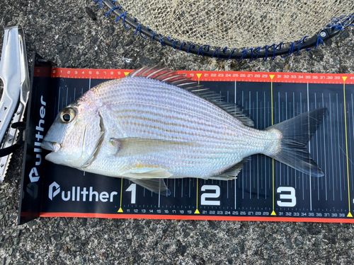 ヘダイの釣果