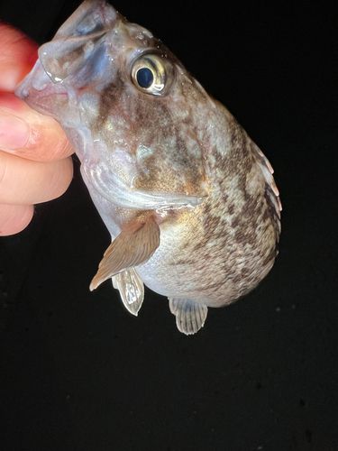 クロソイの釣果