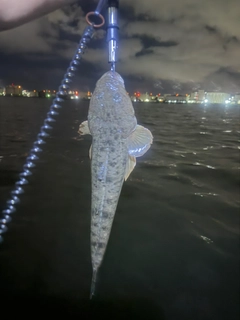 マゴチの釣果