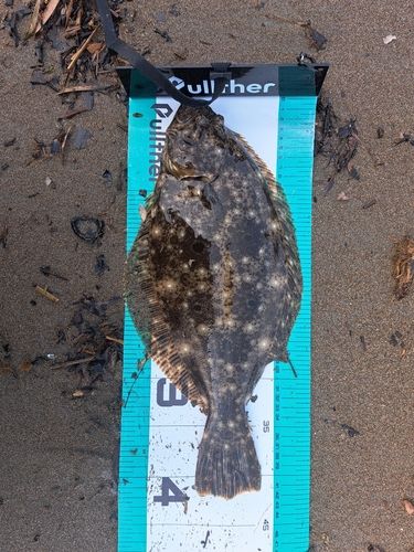 ヒラメの釣果